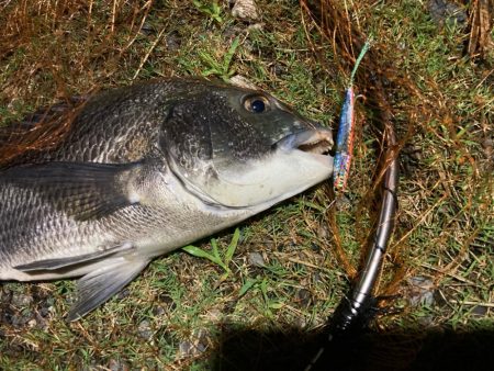 ナイトチニング