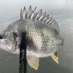 朝はどうだ⁉️