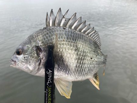 朝はどうだ⁉️