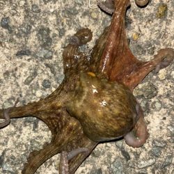 タコは気まぐれ 13