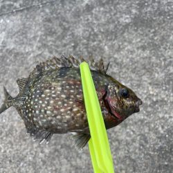 早朝のフカセ釣り