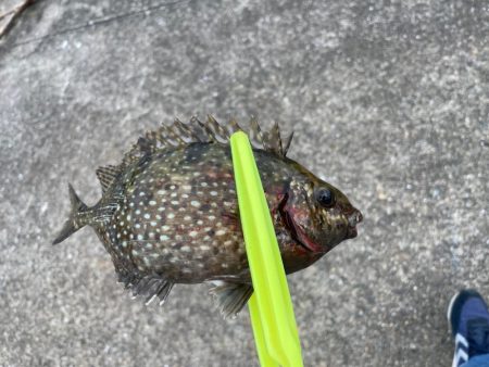 早朝のフカセ釣り