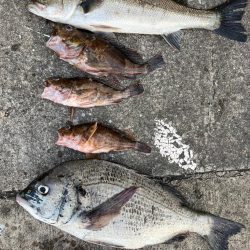 ガシラ、チヌ、セイゴ好調です！