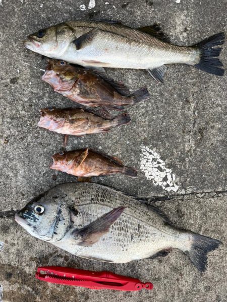 ガシラ、チヌ、セイゴ好調です！