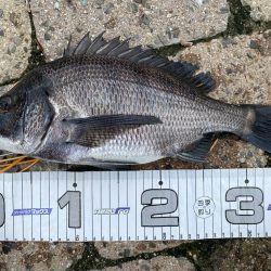 フカセで初チヌ