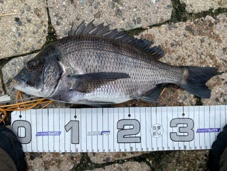 フカセで初チヌ