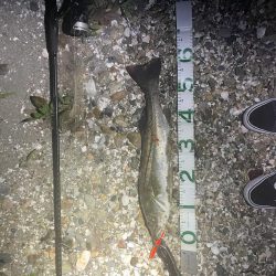 浜名湖シーバス