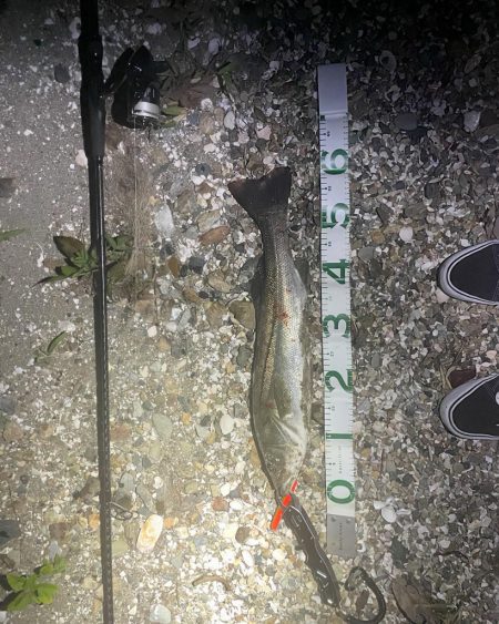 浜名湖シーバス