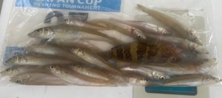 シロギスタ舞鶴へ行く