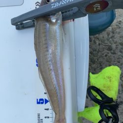 灼熱のキス釣り