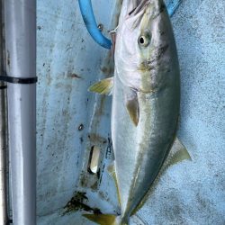 明石ジギング釣行