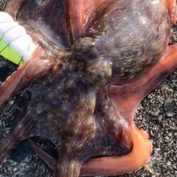 ⭐︎釣れ過ぎ注意