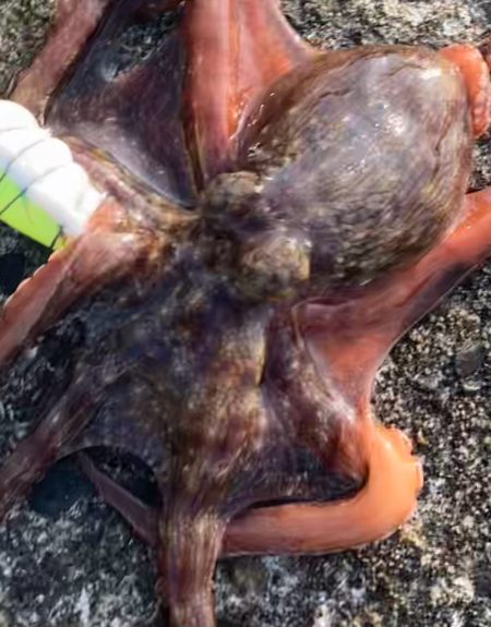 ⭐︎釣れ過ぎ注意