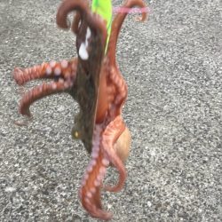 ⭐︎コスパ良し