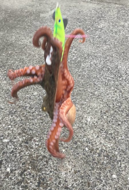 ⭐︎コスパ良し