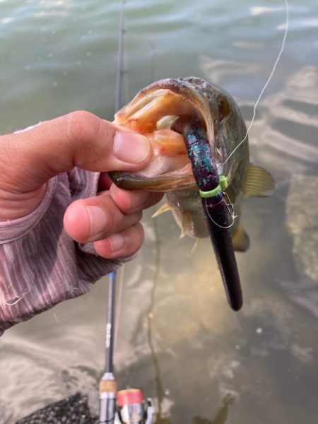 ロングワームで