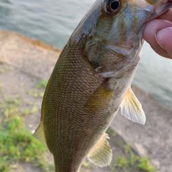淀川のスモールマウスバス