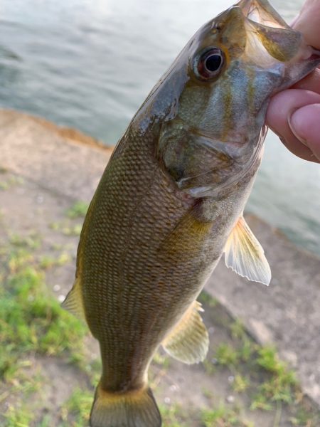 淀川のスモールマウスバス