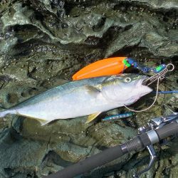 朝マズメ高活性