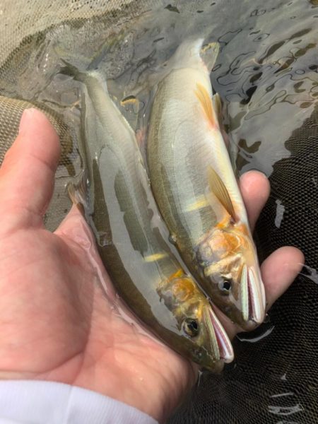 鮎の友釣り