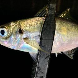 表層は豆軍団、ボトムはまあまあ👍