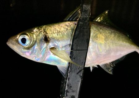 表層は豆軍団、ボトムはまあまあ👍