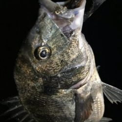 PEタックルに持ち替えてチヌ‼️