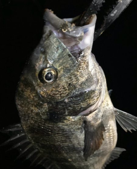 PEタックルに持ち替えてチヌ‼️