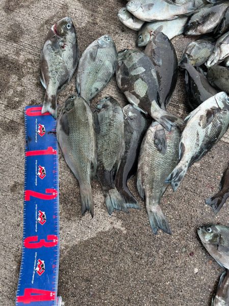 魚津港 フカセ釣り