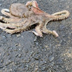 雨の中のタコ釣り