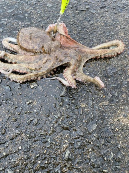 雨の中のタコ釣り