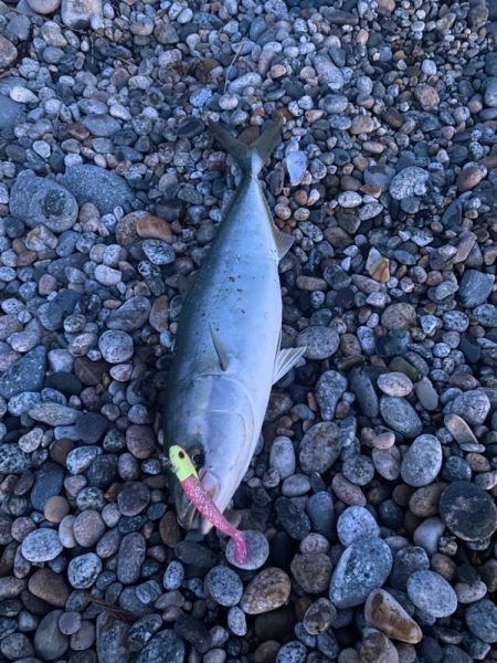 フラットフィッシュで青物⁉&…