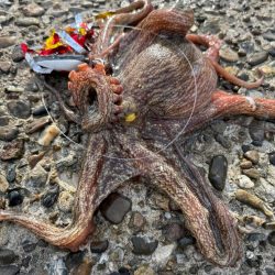 オクトパッシング16