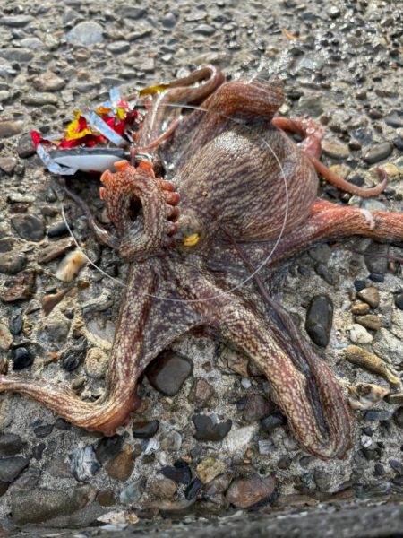 オクトパッシング16