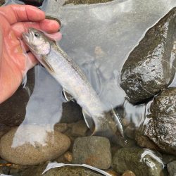 裾花川水系支流
