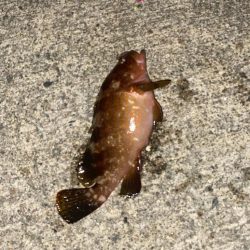 ホタルイカ餌でロックフィッシュ