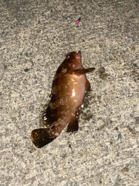 ホタルイカ餌でロックフィッシュ