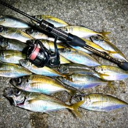 数釣りアジング