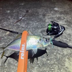 一晩中無限アジング