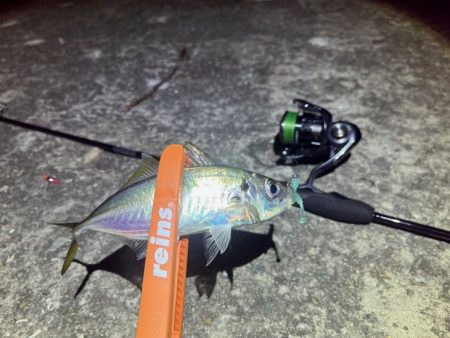 一晩中無限アジング