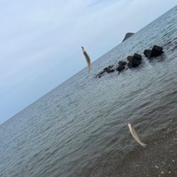 鳥取でキス釣り！今キスが釣れるポイントはここです！！