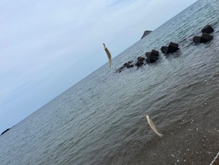 鳥取でキス釣り！今キスが釣れるポイントはここです！！