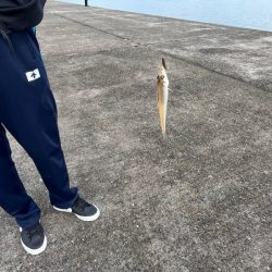 赤穂周辺でキス釣り｜序盤はサイズ良かったが次第にピンギス