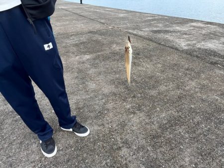 赤穂周辺でキス釣り｜序盤はサイズ良かったが次第にピンギス