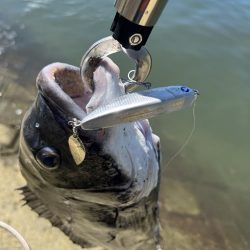 シャルダス20炸裂