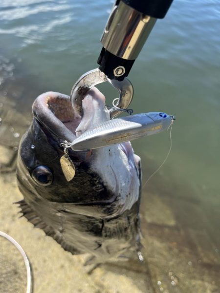 シャルダス20炸裂