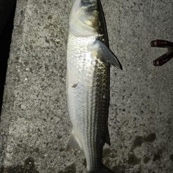 水面を賑やかにさせる正体は？