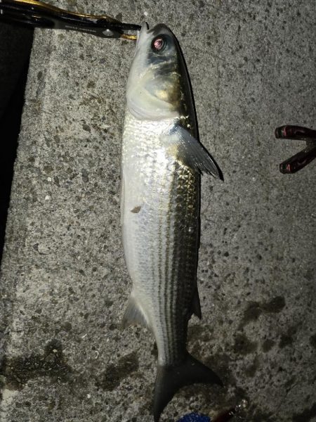 水面を賑やかにさせる正体は？