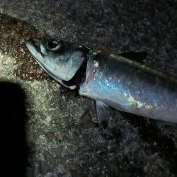 午前0時半からの大サバ釣り