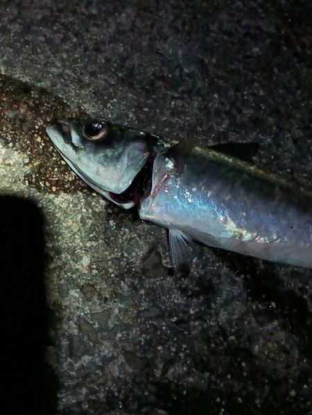 午前0時半からの大サバ釣り